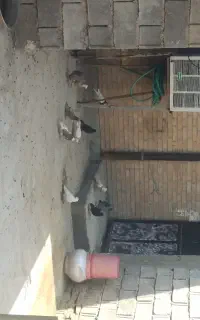فروش۲۰عدد کبوتر