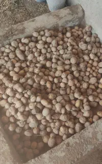 سیب زمینی فندوقی اسینم
