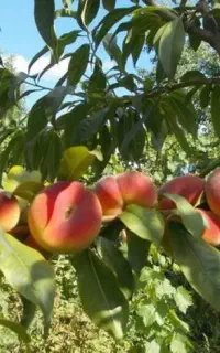 هلو مالکی انجیری رود رس