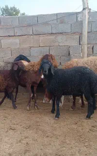 میش زاییده.کاورتقلی