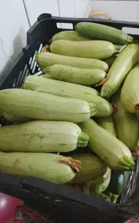 کدو خورشتی تازه
