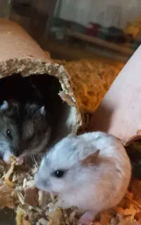 یک جفت همستر روسی(مولد)