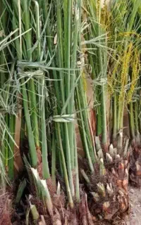 پاجوش . فسیل . بچ .نخل پیارم و مجول