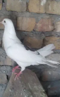 تکپر