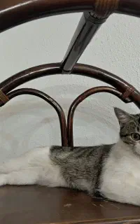 گربه ۹ ماهه واگذار میشود