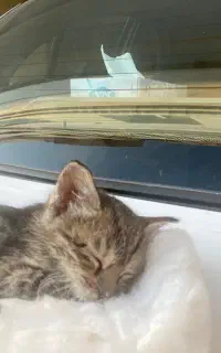 گربه دی اس اچ