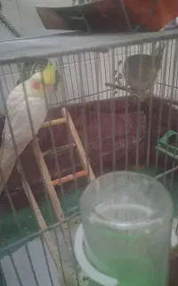 عروس هلندی