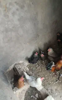 مرغ وخروس