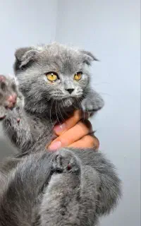 گربه اسکاتیش اصیل