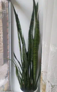 گل سانسوریا
