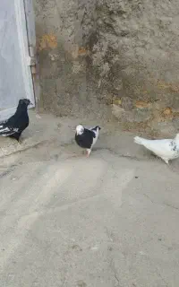 معاوضه ساعت با .۵عدد کفتر ۱ ملیون