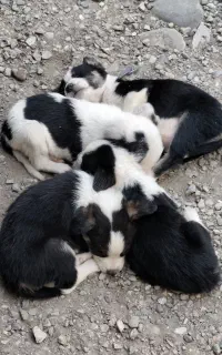 واگذاری رایگان توله سگ