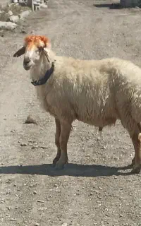 قوچ داشتی جوان