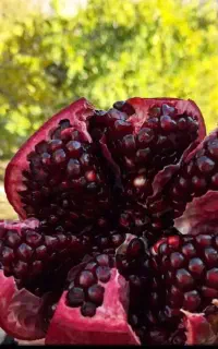 نهال آبداروشیرین انواع انار های  گلدانی آماده کاشت