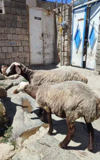 دو راس میش ژن دار نژاد همو زیگوت چند قلو زا