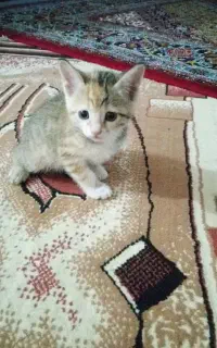 واگذاری رایگان بچه گربه