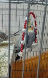یه جفت عروس هلندی
