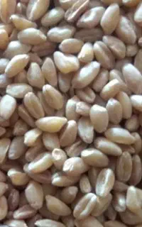 گندم ابی