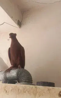 کبوتر رواعب سرخ کاکلی پرپا و سفید پاک کاکلی پرپا