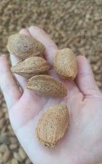 بادام درختی سنگی   امسالی