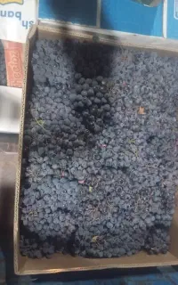 انگور دیم مخصوص جریان