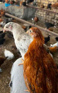 جوجه مرغ تخم گذار ۳ الی ۴ ماهه