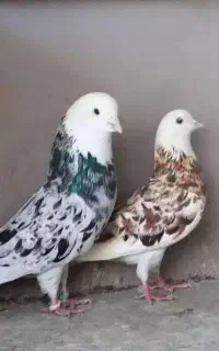 کبوتر رفته