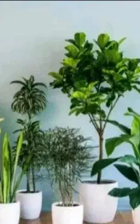 خدمات باغچه گل و گیاه اپارتمانی