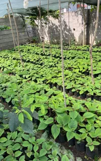 نهال کیوی مشنبا خورده درجه یک خیاری