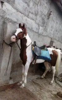 آموزش سوار کاری