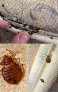 سمپاشی ساس سم پاشی سوسک مورچه کنه موش و...