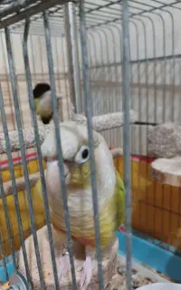 معاوضه با سگ