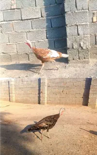 بوقلمون  وخروس