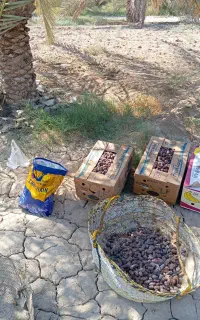 خرما شهابی شاوی یک تن نیم