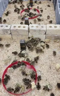 جوجه ۱روزه بلدرچین