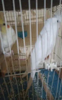 عروس هلندی