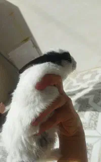 خرگوش