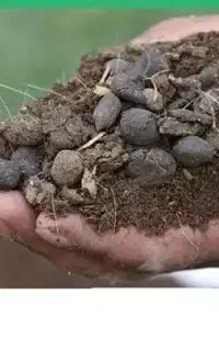 کود گوسفندی خالص