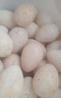 هیلکه قه‌ل تخم بوقلمون