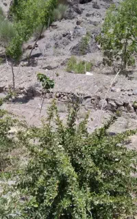 ملک کشاورزی در روستای نوک بالاتر از اسفهرود