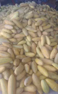 سلام خربزه گوسفندی