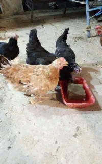 مرغ و خروس جوان وسالم