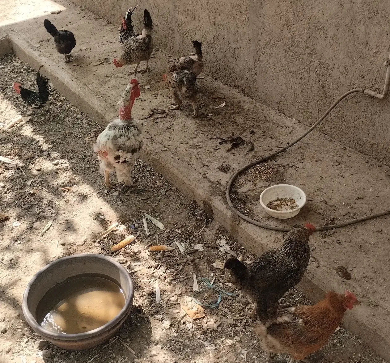 مرغ و خروس|حیوانات مزرعه|رامجین, |دیوار