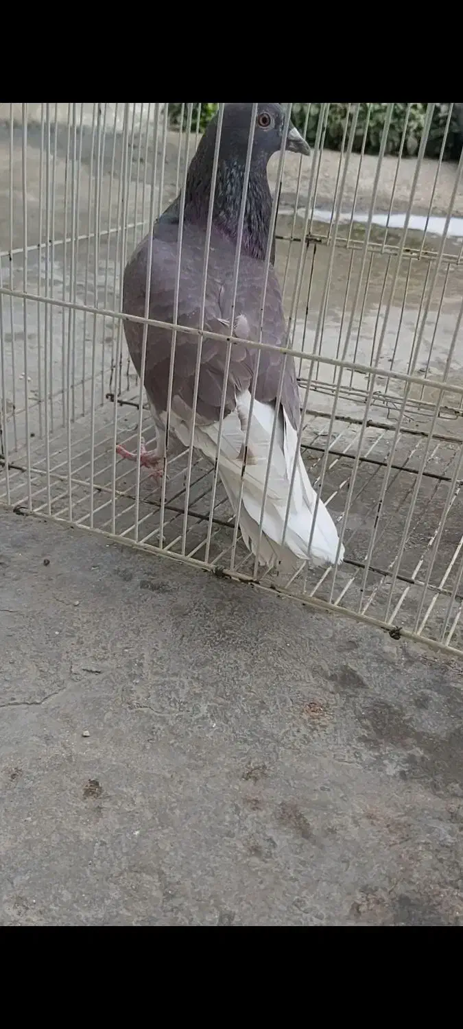 کبوتر|پرنده|برازجان, |دیوار