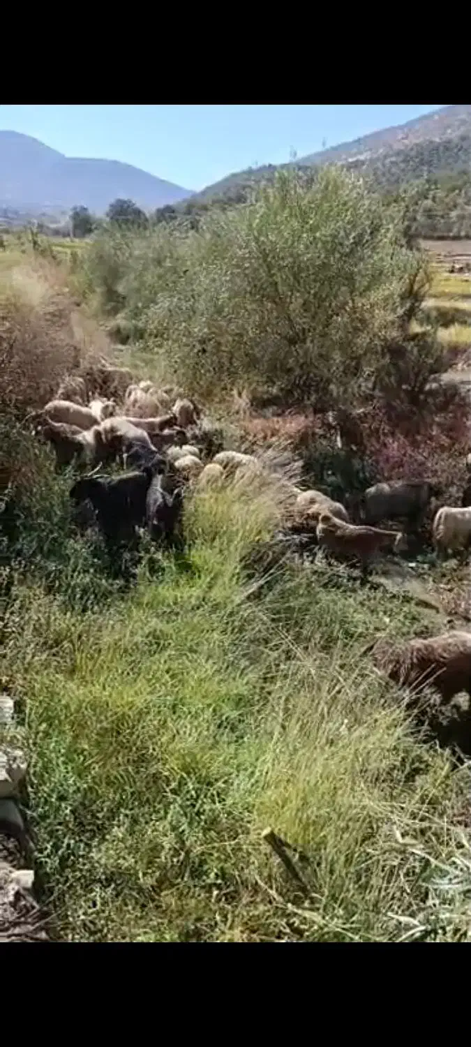 تعدادی میش و بز داشتی بختیاری اصل بفروش میرسد.|حیوانات مزرعه|لوداب, |دیوار