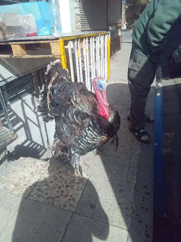 بوقلمون|حیوانات مزرعه|قم, شهرک امام حسین|دیوار