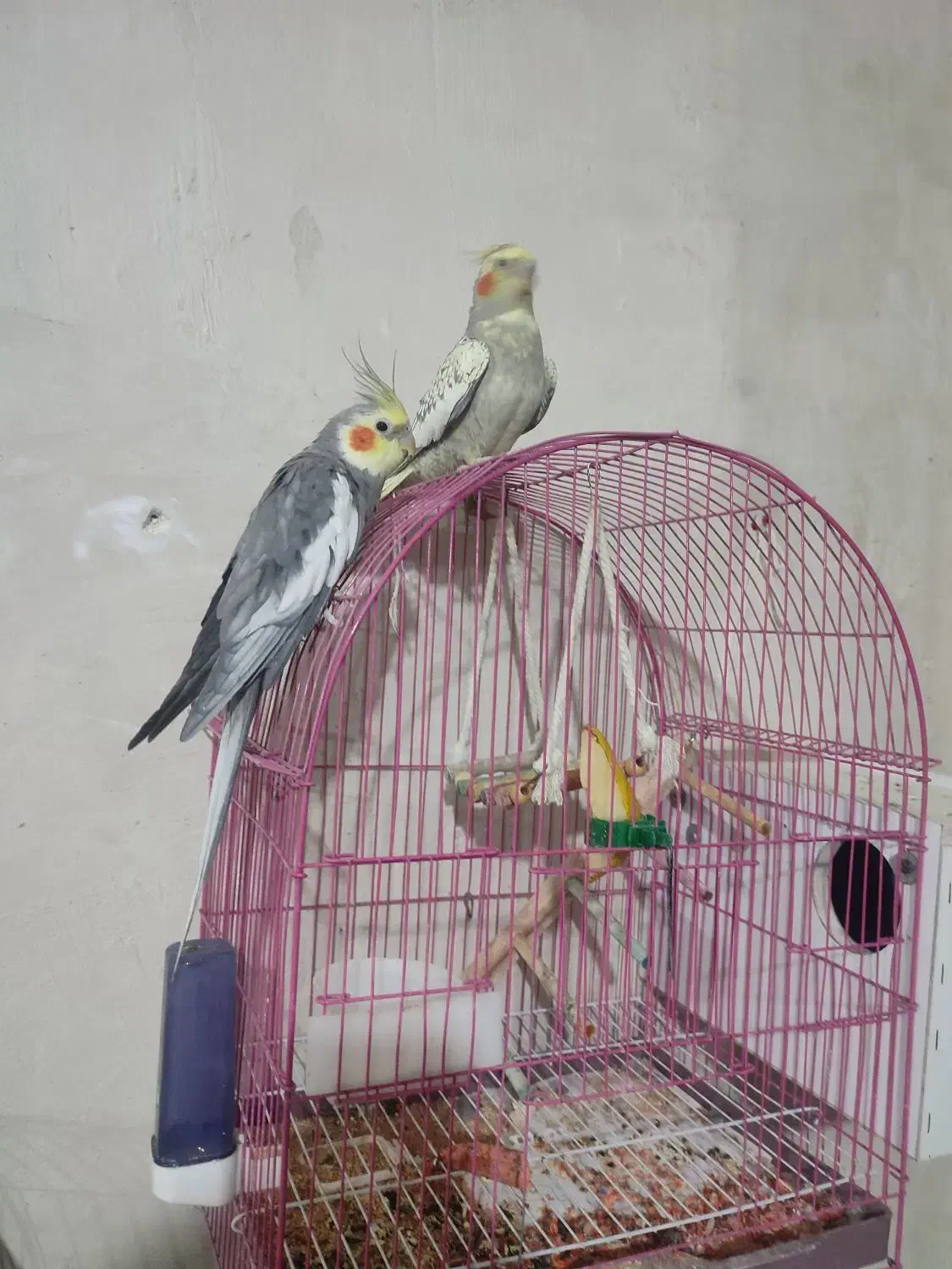 یک جفت عروس هلندی|پرنده|نقده, |دیوار