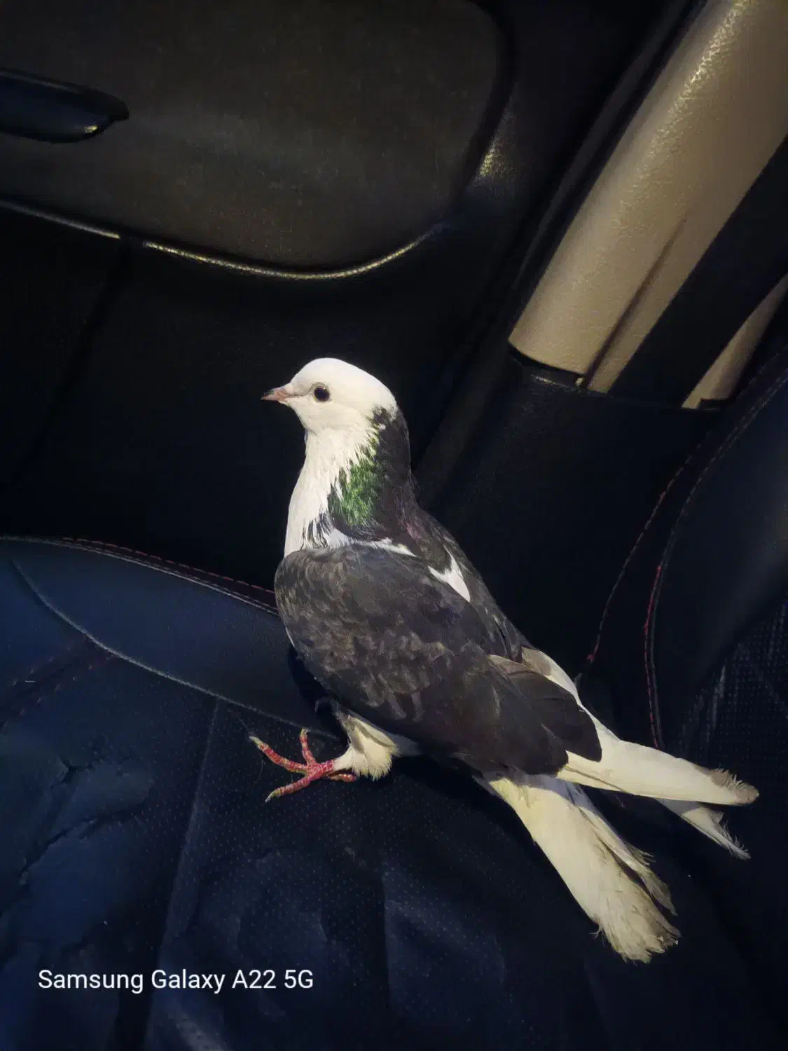 کبوتر غریب|پرنده|رشت, منظریه|دیوار