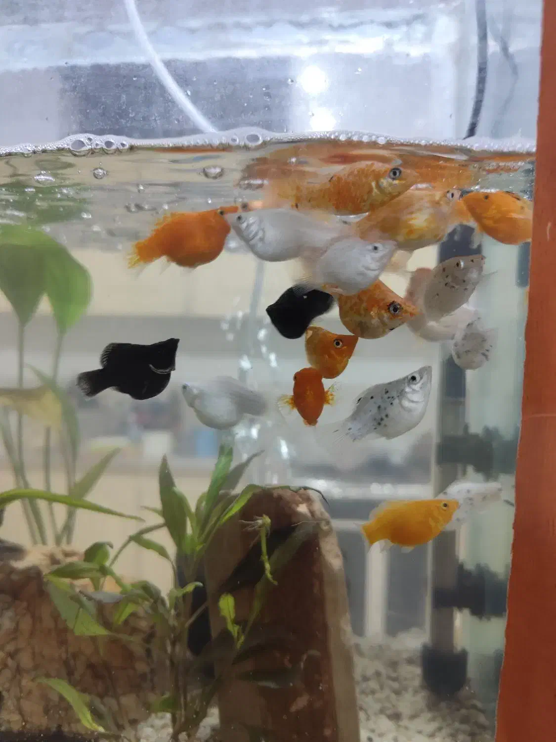 ماهی|ماهی|سیرجان, |دیوار