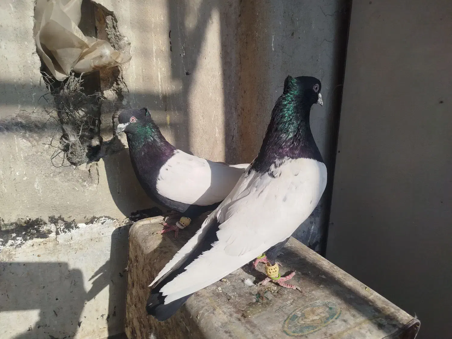 نر ماده|پرنده|اقبالیه, |دیوار